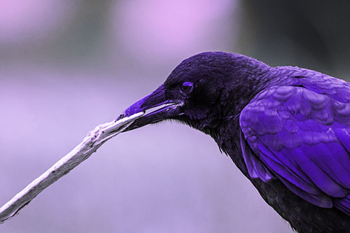 Crow Clamping Ahold Flattened Coffee Cup (Purple Tint Photo)