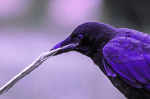Crow Clamping Ahold Flattened Coffee Cup (Purple Tint)