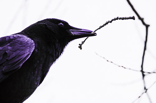 Crow Clasping Stick Among Tree Branches (Purple Tint Photo)