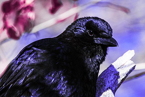 Crow Enjoys Sunshine Atop Broken Tree Branch (Purple Tint)
