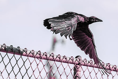 Crow Flying Over Chain Link Fence (Purple Tint)