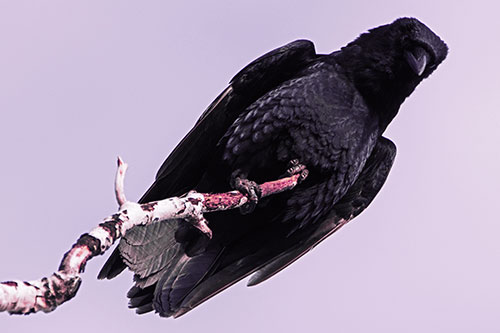 Crow Glancing Downward Atop Decaying Tree Branch (Purple Tint Photo)