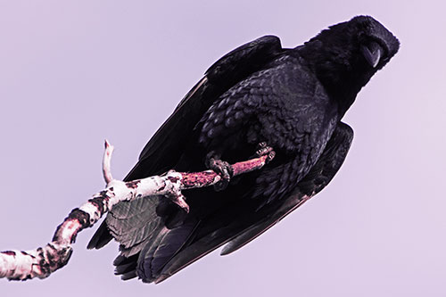 Crow Glancing Downward Atop Decaying Tree Branch (Purple Tint)