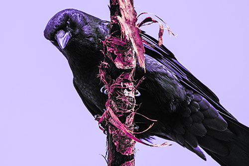 Crow Glaring Downward Atop Peeling Tree Branch (Purple Tint Photo)