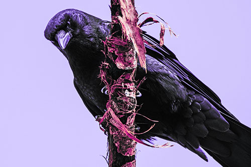 Crow Glaring Downward Atop Peeling Tree Branch (Purple Tint)