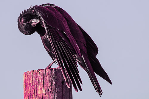 Crow Grooming Wing Atop Wooden Post (Purple Tint)