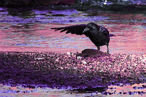 Crow Pointing Upstream Using Wing (Purple Tint Photo)