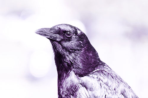 Crow Posing For Headshot (Purple Tint Photo)