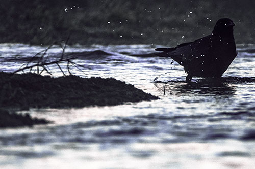 Crow Splashing River Water (Purple Tint Photo)