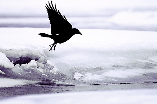Crow Taking Flight Off Icy Shoreline (Purple Tint Photo)