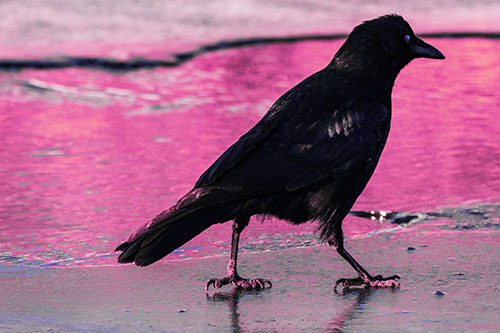 Crow Walking Along Frozen River Ice (Purple Tint)