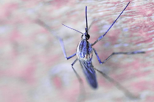 Culex Pipien Mosquito Resting Vertically (Purple Tint Photo)
