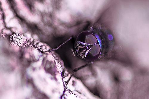 Curious Blow Fly Watches Above (Purple Tint Photo)