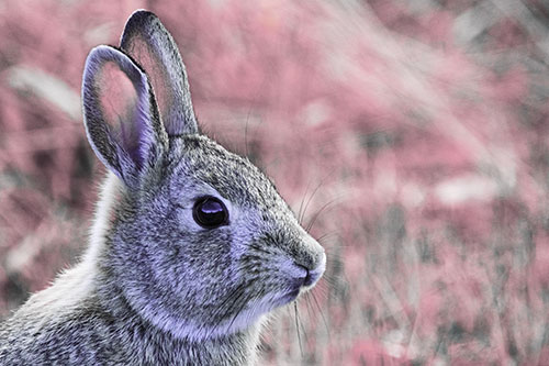 Curious Bunny Rabbit Looking Sideways (Purple Tint Photo)