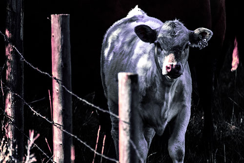 Curious Cow Calf Making Eye Contact (Purple Tint Photo)