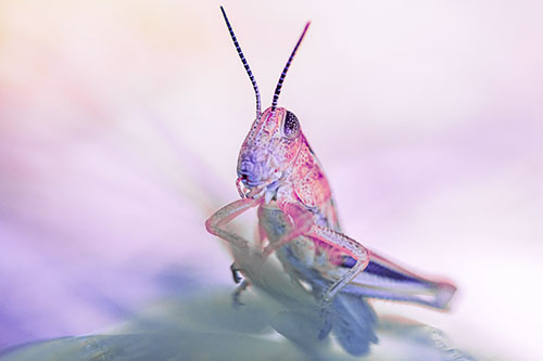 Curious Crouching Grasshopper Perched Atop Leaf Petal (Purple Tint)