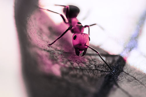 Curious Fire Ant Spreads Mandibles Among Sloping Milkweed Leaf (Purple Tint)