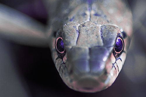 Curious Garter Snake Makes Direct Eye Contact (Purple Tint Photo)
