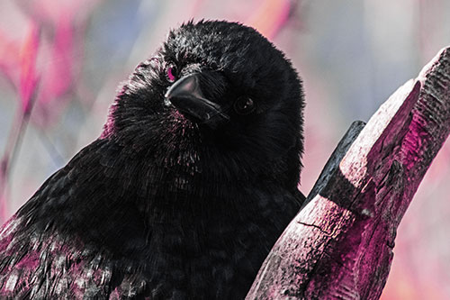 Curious Head Tilting Crow Perched Among Tree Branch (Purple Tint Photo)