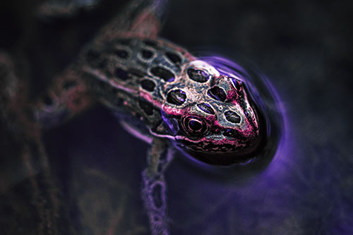 Curious Leopard Frog Peeking Head Above Water (Purple Tint)