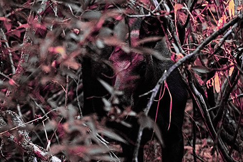 Curious Moose Looking Around (Purple Tint Photo)