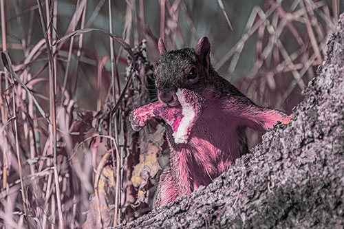 Curious Pizza Crust Squirrel (Purple Tint Photo)