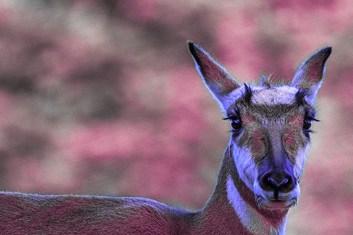 Curious Pronghorn Staring Across Roadway (Purple Tint Photo)