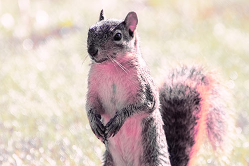 Curious Squirrel Standing On Hind Legs (Purple Tint Photo)