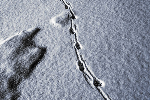 Curving Animal Footprint Trail Dragging Along Snow (Purple Tint)