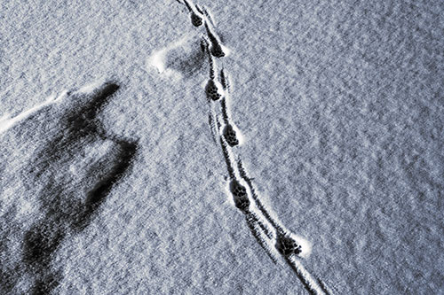 Curving Animal Footprint Trail Dragging Along Snow (Purple Tint Photo)