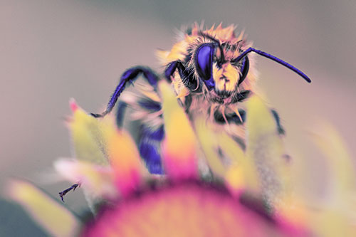 Damp Honey Bee Crawling Over Blanket Flower (Purple Tint)