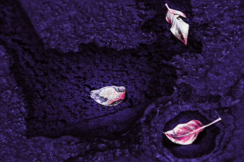 Damp Leaf Face Rests Atop Wet Desiccating Pavement (Purple Tint)