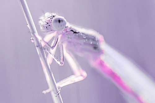Damselfly Clamping Onto Grass Blade (Purple Tint)