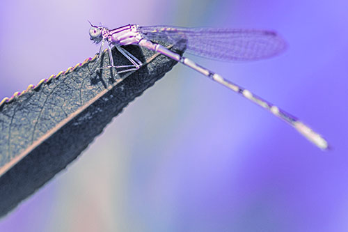 Damselfly Clamping Onto Leaf Petal Edge (Purple Tint)