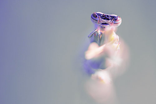 Damselfly Embraces Grass Blade Among Sunlight (Purple Tint)
