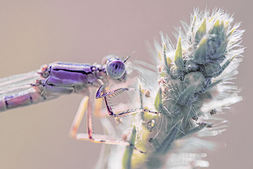 Damselfly Perched Among Fuzzy Plant (Purple Tint)