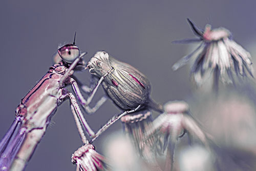 Damselfly Rubbing Eye Among Horseweeds (Purple Tint)