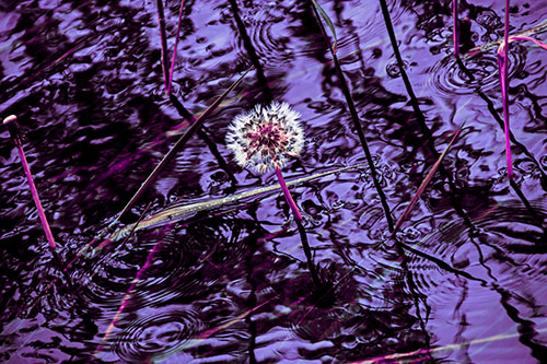 Dandelion Standing Tall During Flash Flood (Purple Tint Photo)