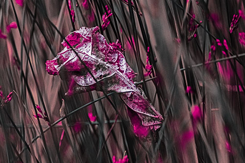 Dead Decayed Leaf Rots Among Reed Grass (Purple Tint Photo)