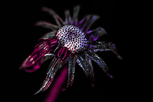 Dead Dewy Rotting Salsify Flower (Purple Tint Photo)