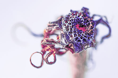 Dead Dry Gumplant Shriveling Among Cold (Purple Tint)