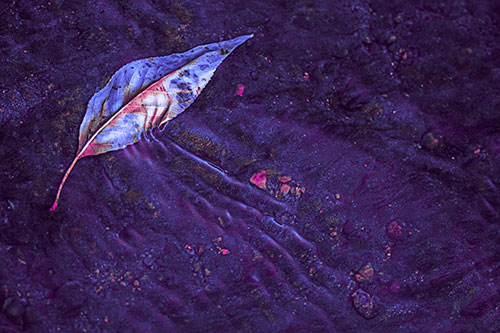 Dead Floating Leaf Creates Shallow Water Ripples (Purple Tint Photo)
