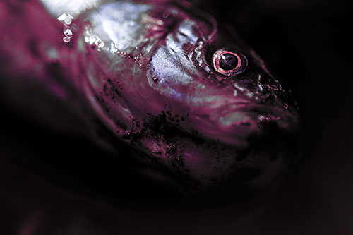 Dead Freshwater Whitefish Washed Ashore (Purple Tint Photo)