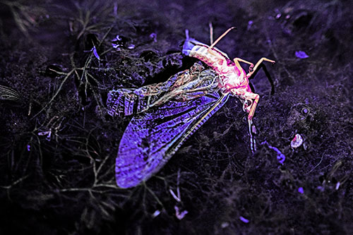 Dead Mayfly Rests Among Shallow Shore (Purple Tint)
