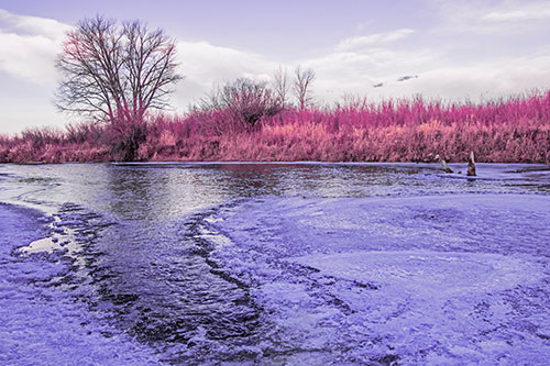 Dead Trees Surround Ice Melting River (Purple Tint)