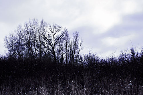 Dead Winter Tree Clusters Among Tall Grass (Purple Tint Photo)