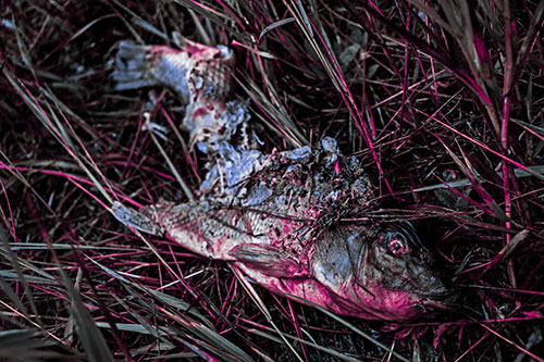 Decaying Salmon Fish Rotting Among Grass (Purple Tint)