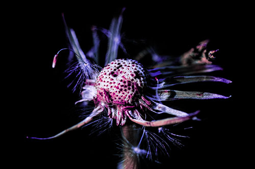 Decaying Seed Toothed Dandelion Creature (Purple Tint)