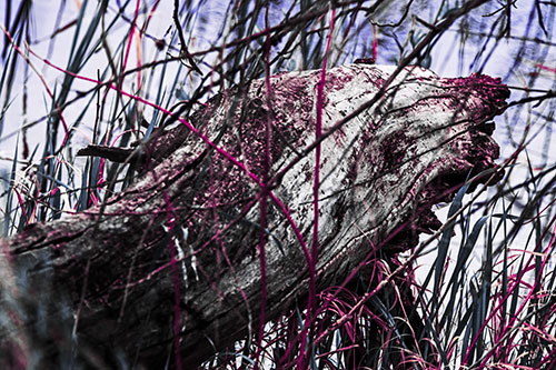 Decaying Serpent Tree Log Creature (Purple Tint Photo)