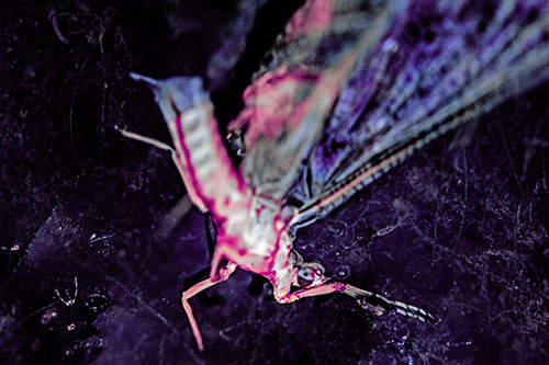 Deceased Mayfly Floating Atop Shallow River Shore (Purple Tint)